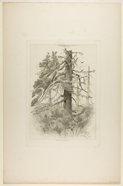 Gamla träd på Naushon Island av Robert Swain Gifford
