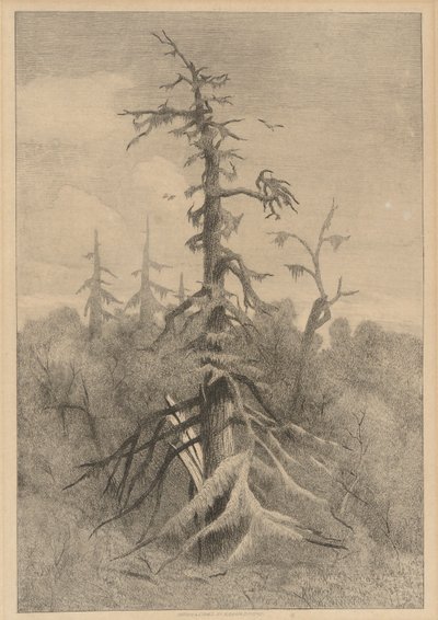 Gamla träd på Naushon Island av Robert Swain Gifford