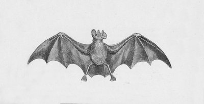 Vampyrfladdermus, c1885, 1890 av Robert Taylor Pritchett