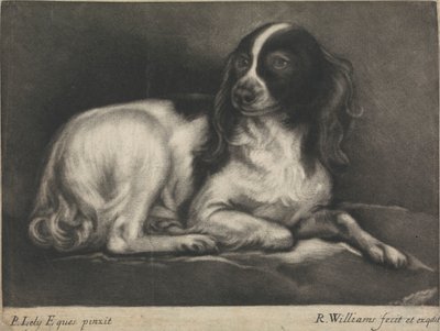 En spaniel av Robert Williams