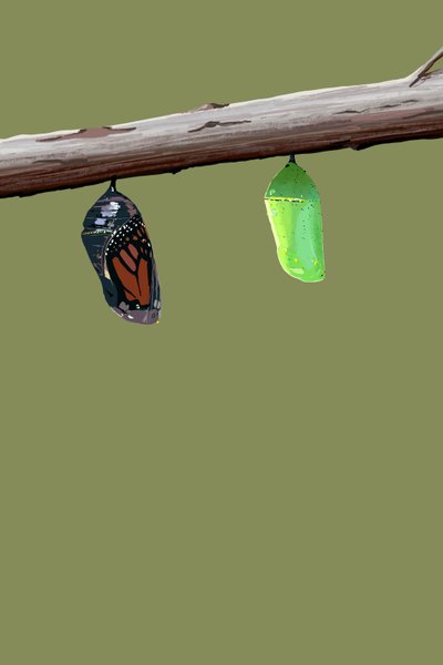 Monarch Cocoons, 2022 (digital) av Roberta Murray