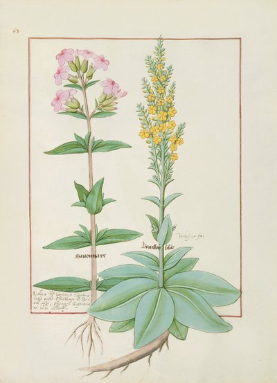 Illustration från boken av enkla mediciner av Mattheaus Platearius av Robinet Testard