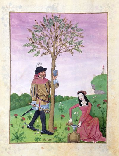 Lavendel, Hellebore och en släkting till gurkafamiljen, Illustration från Book of Simple Medicines av Matthaeus Platearius 131r av Robinet Testard