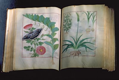 Fr. Fv VI #1 Två sidor föreställande ros och vitlök, från The Book of Simple Medicines av Mattheus Platearius (d.c.1161) c.1470 av Robinet Testard