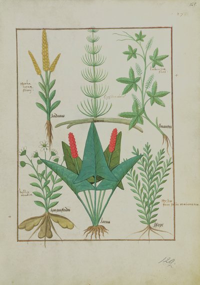 Fr. Fv VI #1 fol.125r Övre raden: Majs, Equisetum och Labruscae flos. Nedre raden: Daisy, Jarus och mejram, illustration från The Simple Book of Medicine, av Mattheaus Platearius (d.c.1161) c.1470 av Robinet Testard