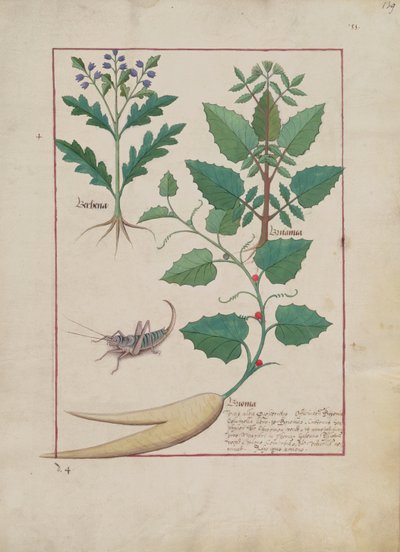 Fr. Fv VI #1 fol.139r Illustration från Book of Simple Medicines av Mattheaus Platearius (d.c.1161) c.1470 av Robinet Testard