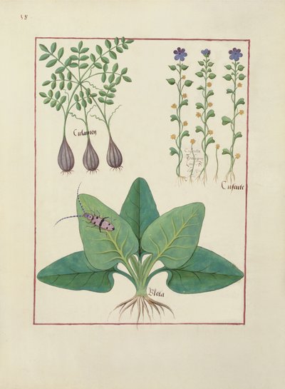 Fr. Fv VI #1 fol. Illustration från Book of Simple Medicines av Mattheaus Platearius (d.c.1161) c.1470 av Robinet Testard