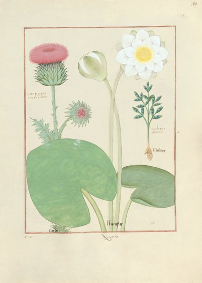 Plymerad tistel, näckros och ricinbönaväxt, illustration från The Book of Simple Medicines, av Matthaeus Platearius av Robinet Testard