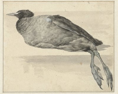 död sothöns av Rochus van Veen