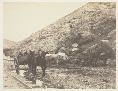 Boskap och vagnar, lämnar Balaklava, 1855. av Roger Fenton