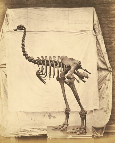 Dinornis Elephantopus dinosaurie av Roger Fenton