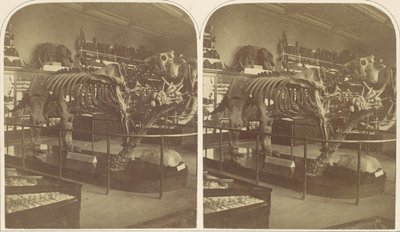 The Megatherium, British Museum, 1850-talet. av Roger Fenton