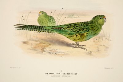 Ground Parrot, pub. 1916 handfärgad gravyr. av Roland Green