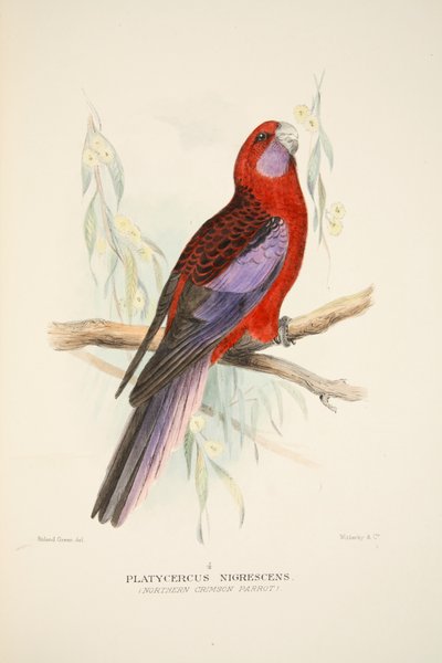 Northern Crimson Parrot, pub. 1916 handfärgad gravyr. av Roland Green