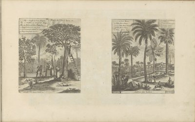 Landschappen sätter mangobomen, kokos- och palmbomen Frukter från ön Java, etc / Trees of India (titel på objekt) Öst- och Västindien och andra platser (serietitel) av Romeyn de Hooghe