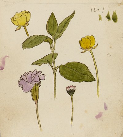 Studie av blommor - smörblomma och prästkrage av Rosa Brett