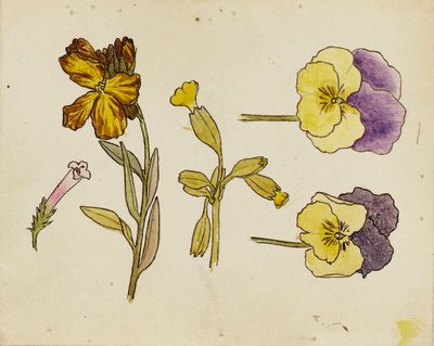 Studie av blommor - pensé, murgröna av Rosa Brett