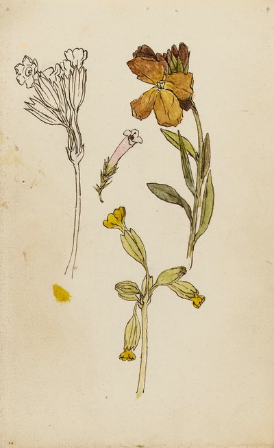 Studie av blommor, murgröna och gullvivor av Rosa Brett