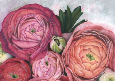 Rosa persikafärgad ranunkel av Rosana Laiz Blursbyai