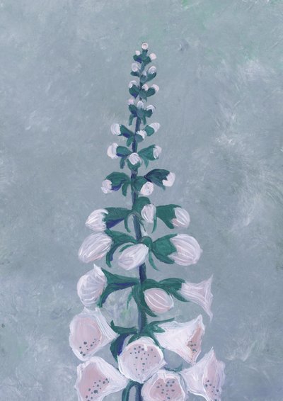 Vit fingerborgsblomma av Rosana Laiz Blursbyai
