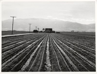 Ung sallad, Salinas, Kalifornien av Russell Lee