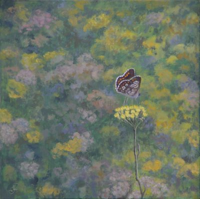 Brown Argus (efter foto av Sara Crow) av Ruth Addinall