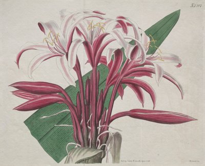 Den botaniska tidningen eller blomsterträdgården som visas: ståtliga Crinum av S. Curtis