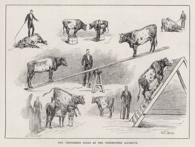 The Performing Bulls at the Westminster Aquarium (gravyr) av S. T. Dadd