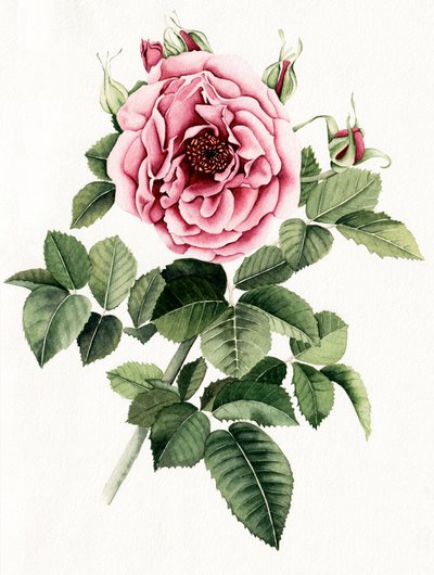 Blommande rosa ros av Salome