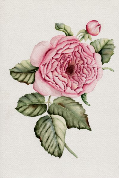Botanisk rosa ros av Salome