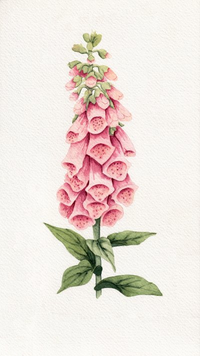 Delikat rosa fingerborgsblomma av Salome