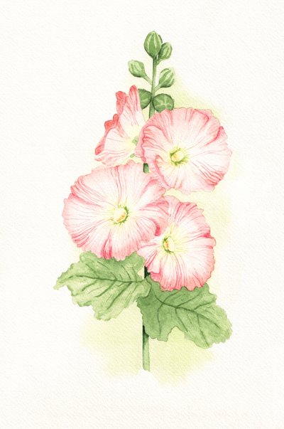 Rosa stockrosor i akvarell av Salome