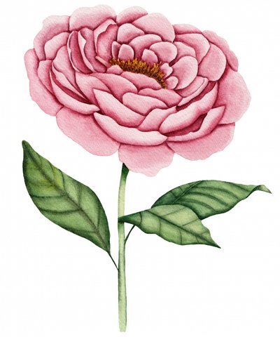 Rosa pionblomma av Salome