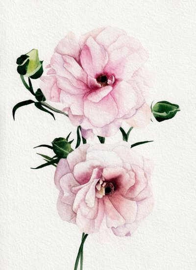 Rosa blommor i akvarell av Salome