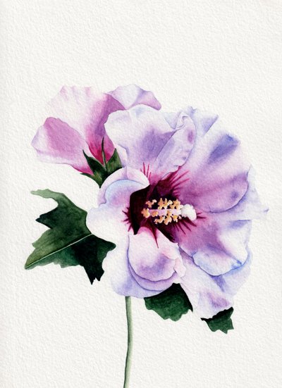 Lila hibiskusblommor av Salome