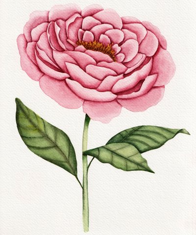 Akvarell: Rosa pion av Salome