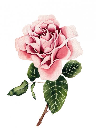 Akvarellrosa ros av Salome