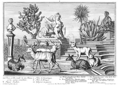 dovhjort av Salomon Kleiner