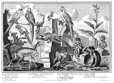 papegojor och apor av Salomon Kleiner