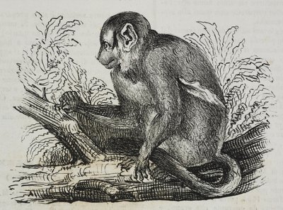 Nattapa douroucoulis (Aotus trivirgatus), litografi av Salvatore Puglia från Poliorama Pittoresco, n 46, 25 juni av Salvatore Puglia