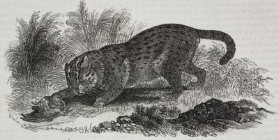 Sumatran katt, litografi av Salvatore Puglia från Poliorama Pittoresco, n 47, 1 juli av Salvatore Puglia
