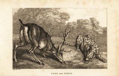 Möte mellan en hjort, Cervus elaphus, och en snöleopard, Panthera uncia av Samuel (after) Howitt