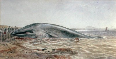 Aberlady Whale, Longriddy Bay av Samuel Bough