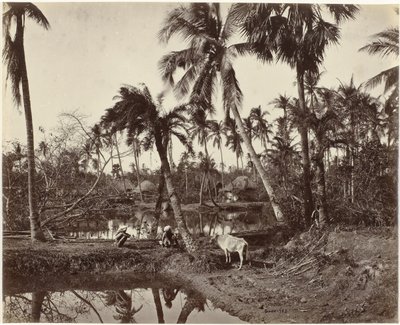 Byutsikt i Bengal, Indien Rustik scen och byliv i Bengal (originaltitel) av Samuel Bourne (signed by artist)