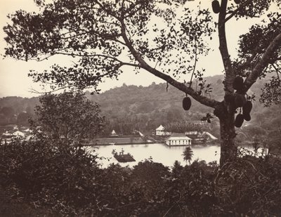 En titt från Upper Lake Road som visar templet och ön med parken -- fruktträd i förgrunden av Samuel Bourne