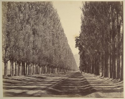 En väg kantad av poppel, Kashmir av Samuel Bourne
