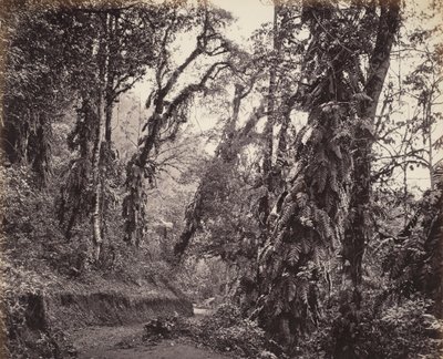 Darjeeling, Skogsscen med rankor, med Tukvarvägen av Samuel Bourne
