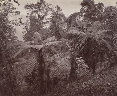Darjeeling, grupp av trädormbunkar på Lebong av Samuel Bourne