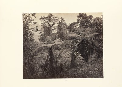 Darjeeling; Grupp av trädormbunkar vid Lebong av Samuel Bourne