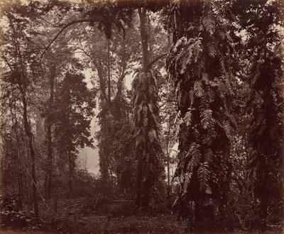 Darjeeling, Indien av Samuel Bourne